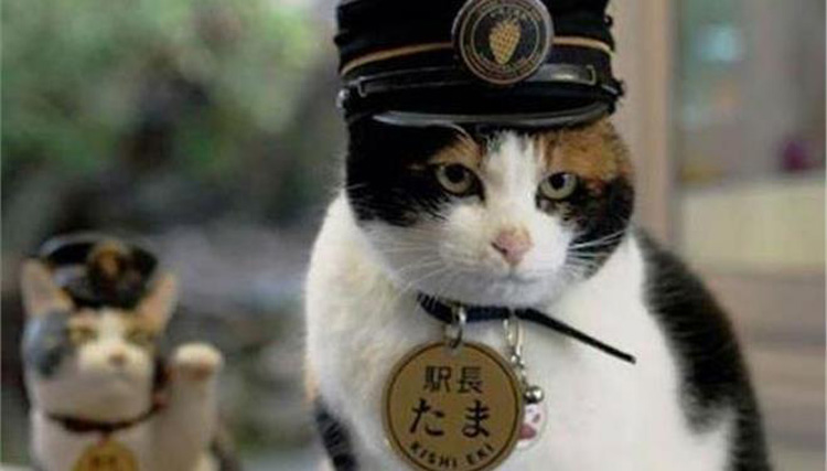 Η γάτα-σταθμάρχης που «έσωσε» τον ιαπωνικό σιδηρόδρομο