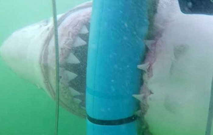 Λευκός καρχαρίας επιτίθεται σε δύτη (βίντεο)