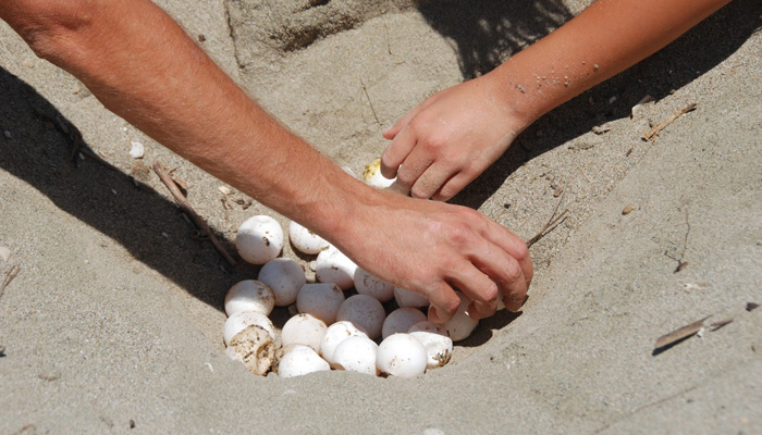 Ξεκινούν οι δημόσιες εκσκαφές των φωλιών θαλασσίων χελωνών στο Ρέθυμνο