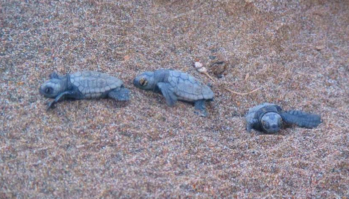 Ξεκινούν οι δημόσιες εκσκαφές των φωλιών θαλασσίων χελωνών στα Χανιά