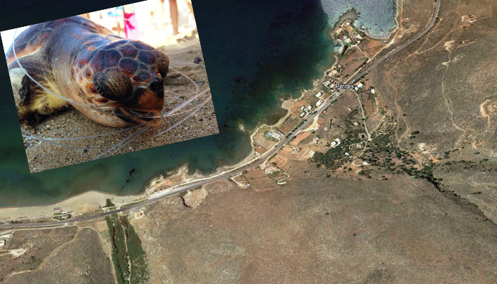 Νεκρή χελώνα εκβράστηκε στην παραλία του Πετρέ στο Ρέθυμνο