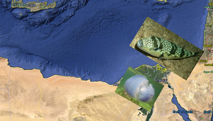 Η νέα διώρυγα του Σουέζ απειλεί τη Μεσόγειο – Λεωφόρος νέων οργανισμών