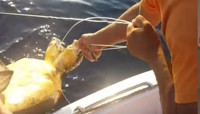 Καρέ – καρέ η διάσωση μιας θαλάσσιας χελώνας στην νότια Κρήτη (βίντεο)