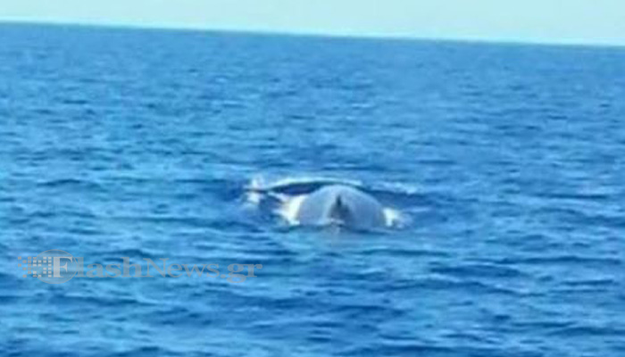 Συναπάντημα με μια φάλαινα έξω από το Λουτρό στα Σφακιά