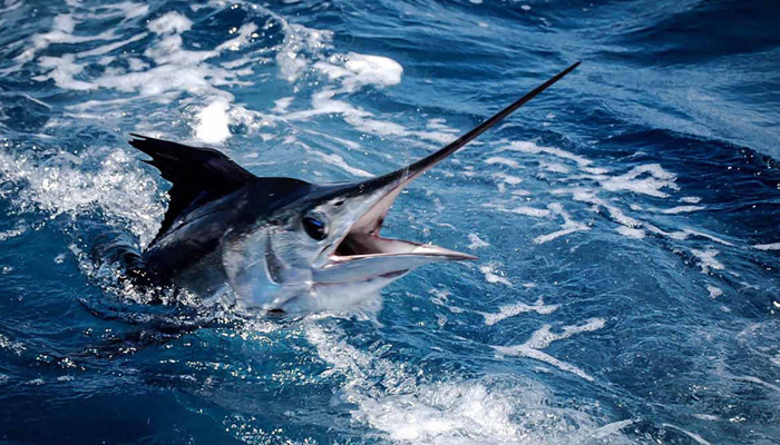 Απαγόρευση αλιείας των ειδών Μακρύπτερου τόνου και Ξιφία