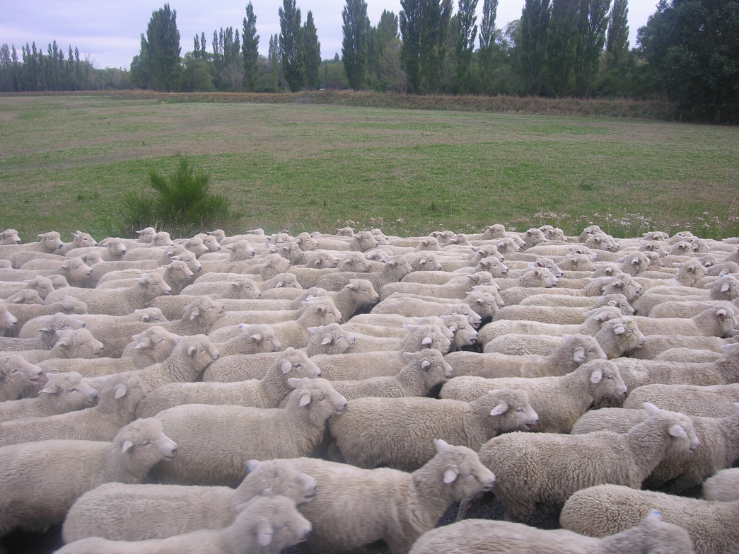 Αυτό είναι το πιο μαλλιαρό πρόβατο στον κόσμο (φώτο)