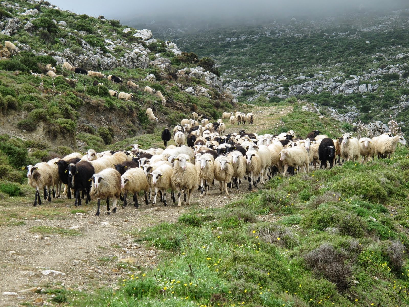 Χρήματα σε κτηνοτρόφους της Κρήτης για ζημιές στο ζωικό κεφάλαιο