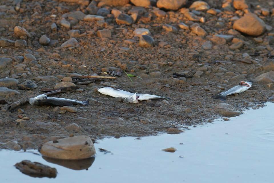 Νεκρά ψάρια και λύματα στον Ταυρωνίτη ποταμό
