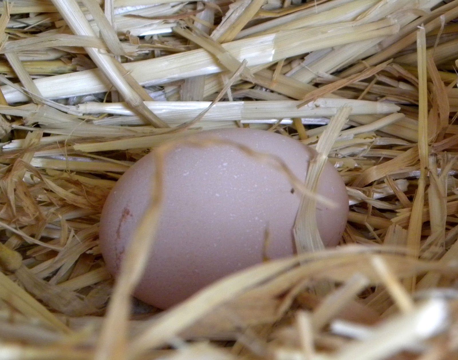 Το έχετε ξαναδεί αυτό; Αβγό “γέννησε” αβγό στα Χανιά (βίντεο)