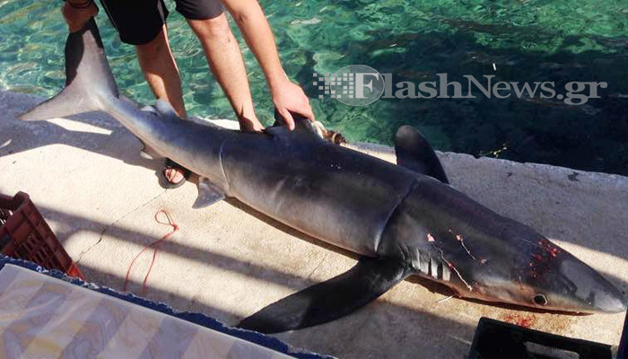 Καρχαρίας 2,5 μέτρων εντοπίστηκε μεταξύ Λουτρού και Γαύδου (φωτο)