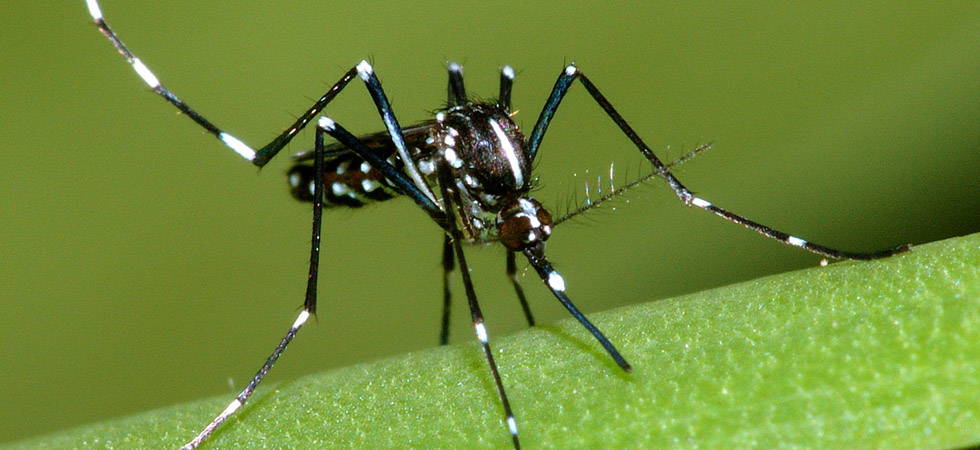 Ξεκινά ο 4ος κύκλος του προγράμματος καταπολέμησης κουνουπιών στο Ρέθυμνο