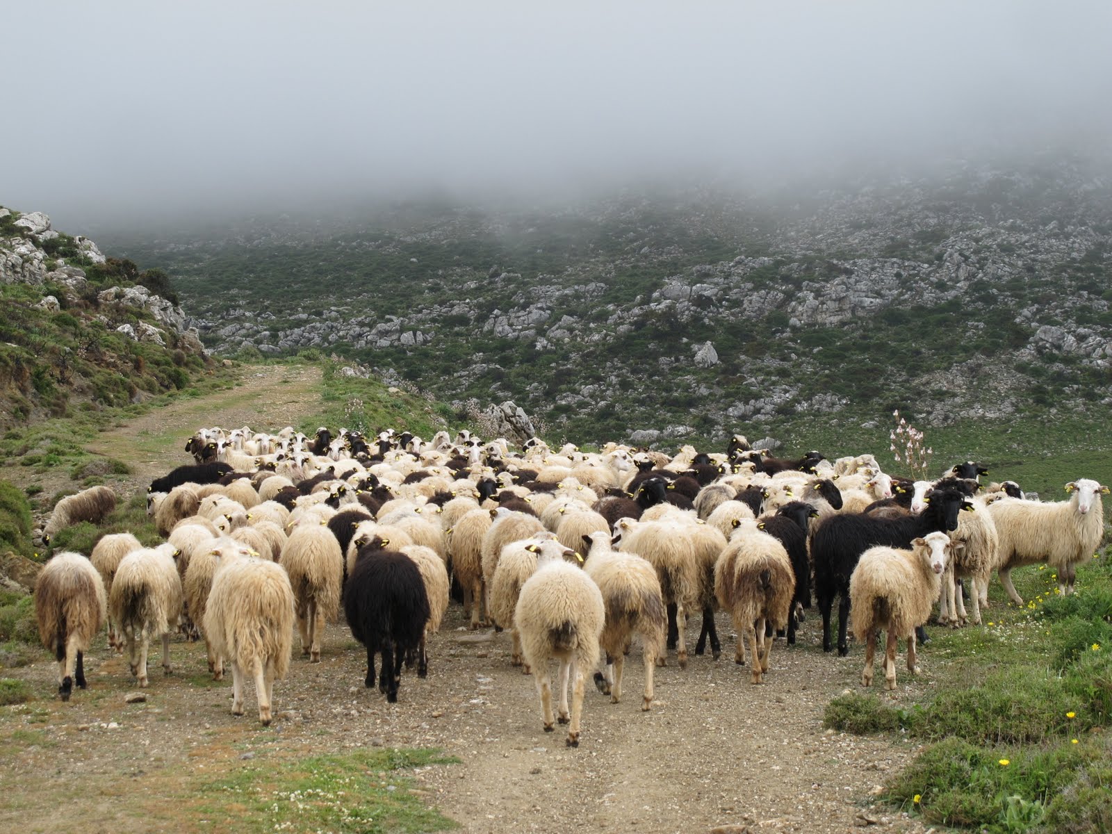 Αλ. Μαρκογιαννάκη: Έως τέλη Αυγούστου η πληρωμή άμεσων ενισχύσεων των κτηνοτρόφων
