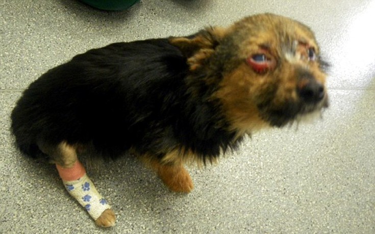 Έφηβοι ξυλοκόπησαν και έβαλαν φωτιά σε σκύλο στη Βρετανία