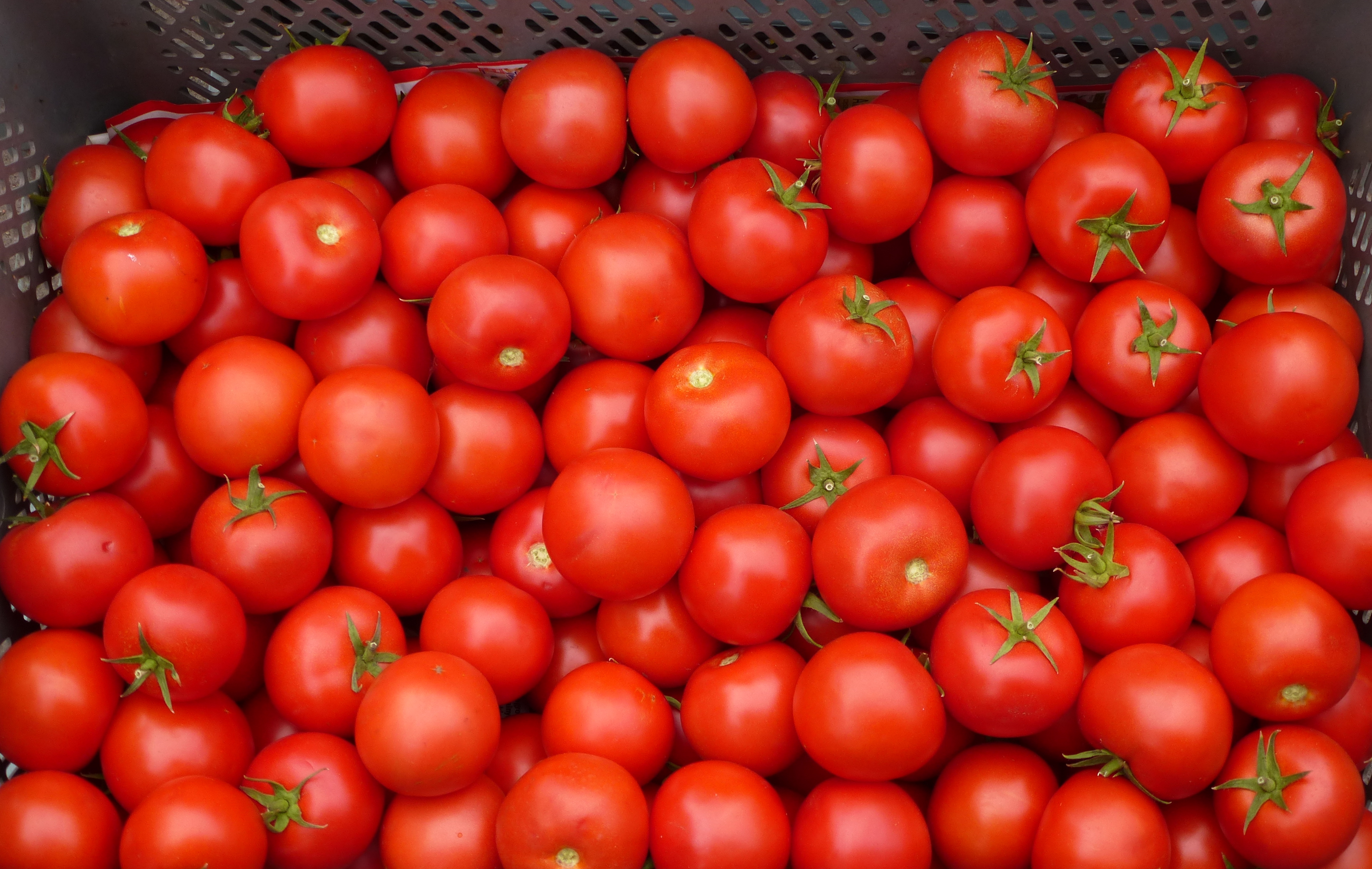 Εισαγωγές και ελληνοποιήσεις ντομάτας – Καταγγελία απο την Κρήτη στο ΥΠΑΑΤ