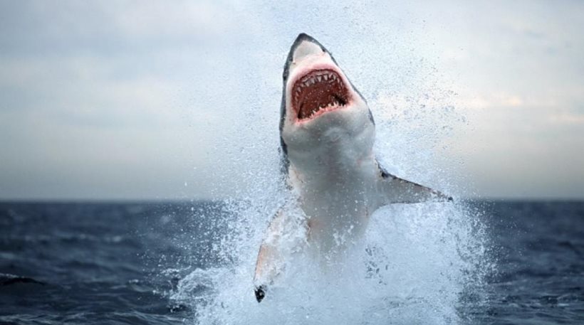 Αυστραλέζα δύτης νεκρή από επίθεση μεγάλου καρχαρία