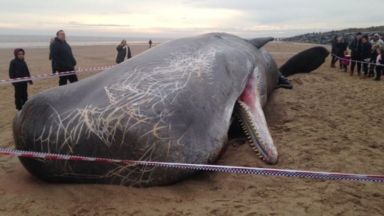 Φάλαινες εκβράστηκαν νεκρές στα βρετανικά παράλια