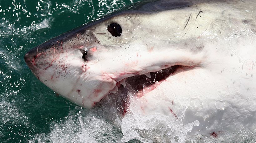 Καρχαρίας επιτέθηκε σε κολυμβητή, που παλεύει για τη ζωή του