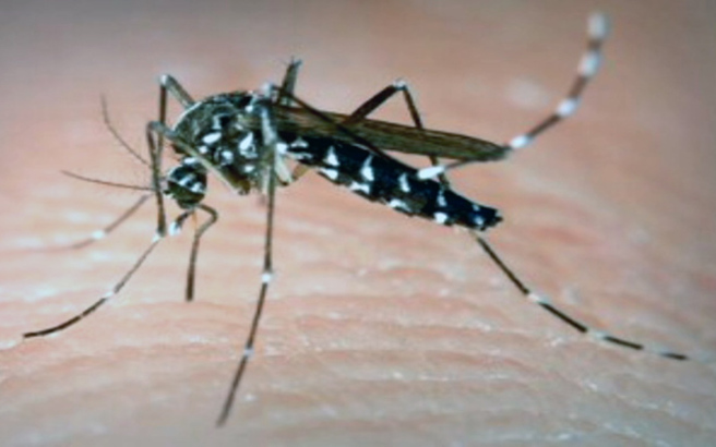 Ξεκινούν οι ψεκασμοί για τα κουνούπια στο Λασίθι