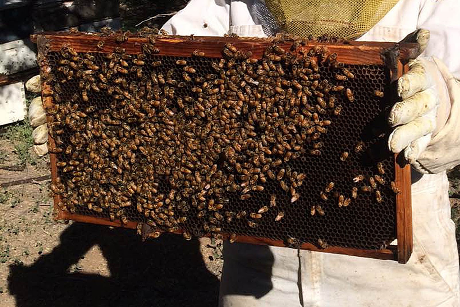 Yποβολή δήλωσης στοιχείων παραγωγής από παραγωγούς & εμπόρους μελισσοτροφών