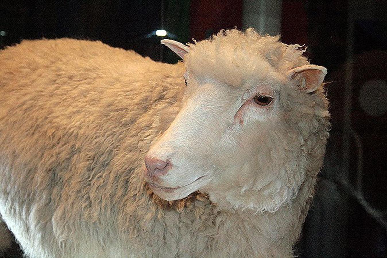Πέταξαν ζωντανό πρόβατο σε κάδο σκουπιδιών στο Ηράκλειο