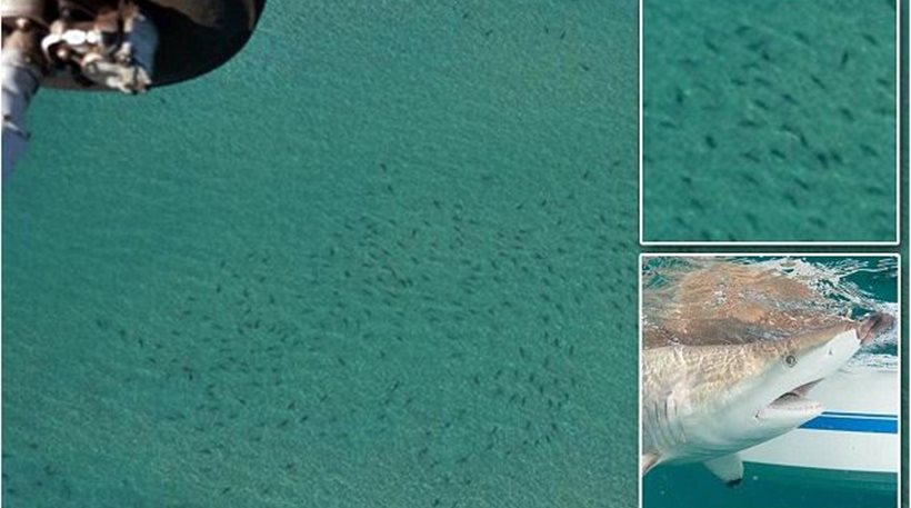 Χιλιάδες καρχαρίες κολυμπούν σε απόσταση αναπνοής από την ακτή της Φλόριντα