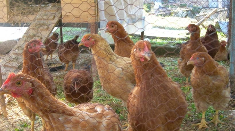 Ραγδαία εξάπλωση της γρίπης των πτηνών στη Βουλγαρία