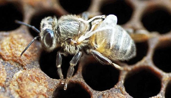 Οι μέλισσες εξαφανίζονται μαζικά από τον «ιό των παραμορφωμένων φτερών»