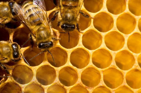 80 Ευρωπαίκοί οργανισμοί και ΜΚΟ ζητούν την προστασία της μέλισσας