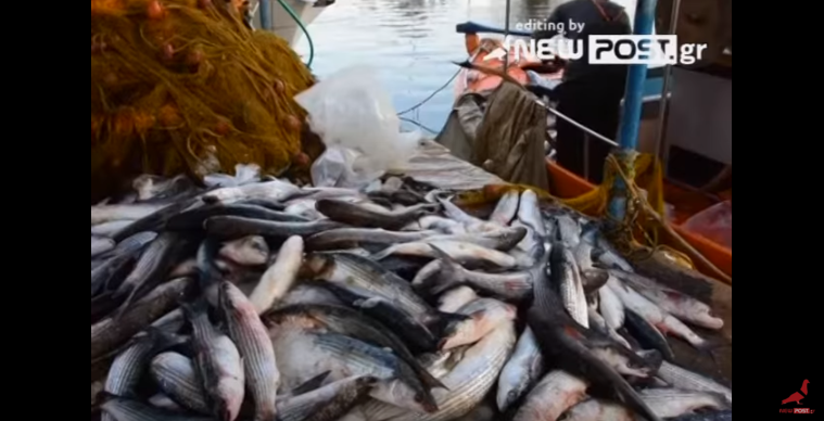 Απίστευτη ψαριά στην Αργολίδα (βίντεο)