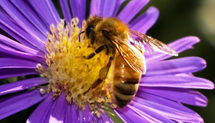 Ενημέρωση μελισσοκόμων από τη Διεύθυνση Αγροτικής Οικονομίας Ρεθύμνου