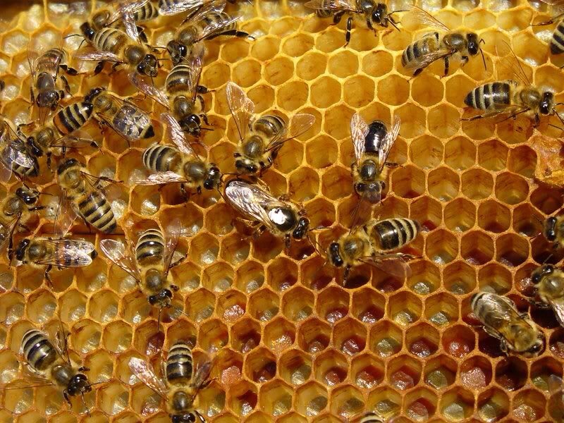 Οι μέλισσες χρειάζονται τη βοήθειά μας