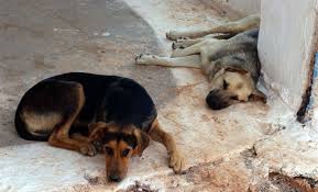 Καμπάνια με στόχο την μείωση του αριθμού των αδέσποτων ζώων στο Ηράκλειο
