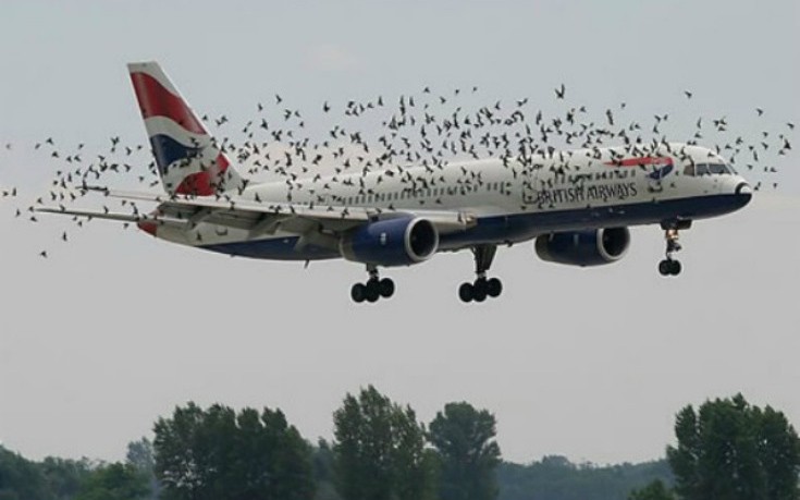 Τι συμβαίνει όταν ένα πουλί χτυπά ένα αεροπλάνο