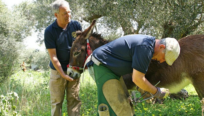 Ξεκινά η φροντίδα ιπποειδών απο την Φιλοζωική Κρήτης
