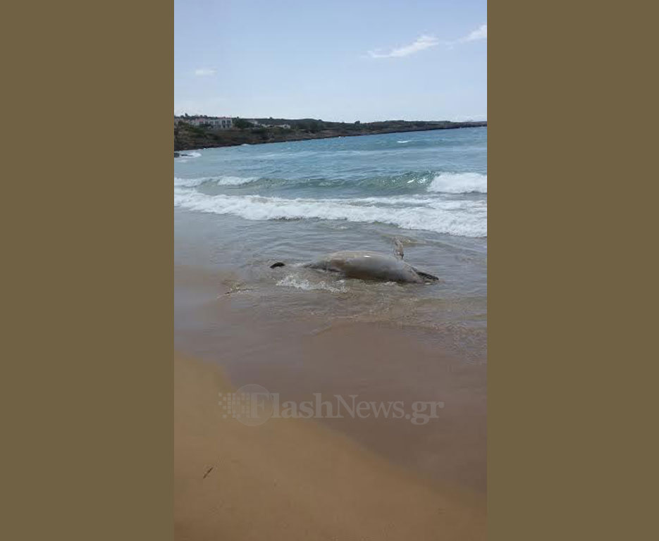 Είδαν νεκρό δελφίνι να ξεβράζεται σε παραλία των Χανίων (φωτο)