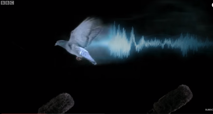 Μοναδικό βίντεο: Ακούστε τον ήχο που κάνουν τα πουλιά όταν πετούν