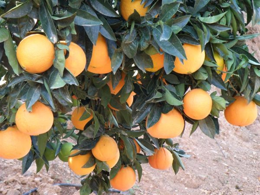 Απόφαση για την συνδεδεμένη πορτοκαλιών και τους μεμονωμένους παραγωγούς