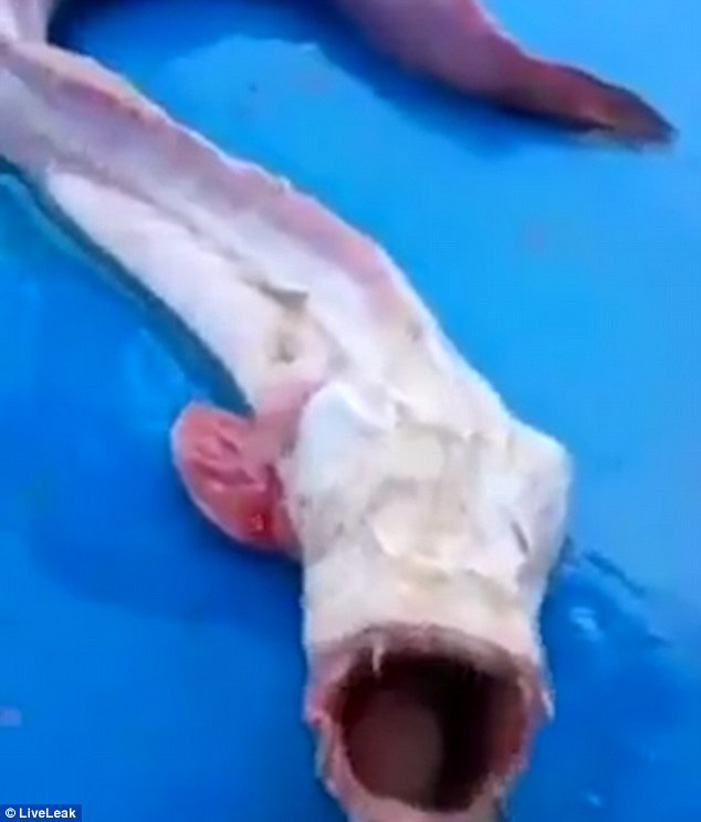 Το τρομακτικό ψάρι που έπιασαν στα δίχτυα τους ψαράδες (βίντεο)