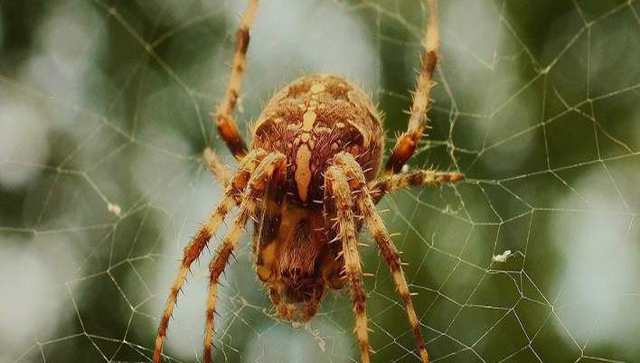 Γιατί οι αράχνες κάνουν 100 φορές στοματικό πριν & μετά το σεξ