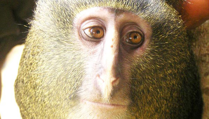 O πίθηκος με τα… ανθρώπινα μάτια!