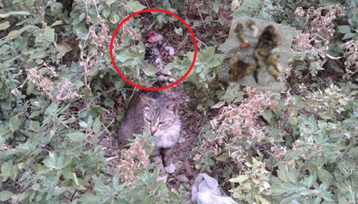 Ρέθυμνο: Βρήκε το πτώμα γάτας τεμαχισμένο στον κήπο της πολυκατοικίας της
