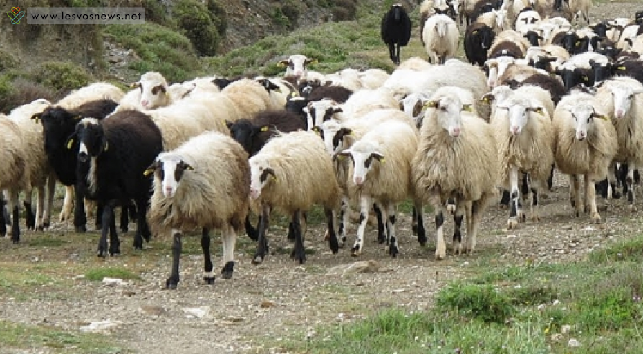 Στα κρατητήρια δύο για έξι αιγοπρόβατα