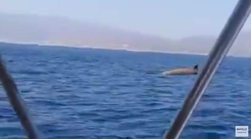 Φάλαινα “Ζιφιός” εθεάθη κοντά στη Χρυσή (βίντεο)