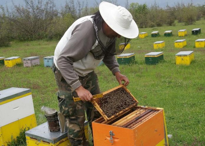 Οδηγίες στους μελισσοτρόφους για την τοποθέτηση κυψελών μελισσών