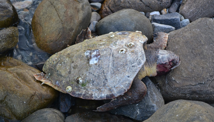 Χελώνα καρέτα-καρέτα ξεψύχησε στα Νωπήγεια Κισάμου