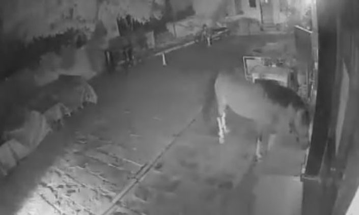 Άλογο έκοβε βόλτες στο κέντρο του Ρεθύμνου & δάγκωσε δύο άτομα (βίντεο)
