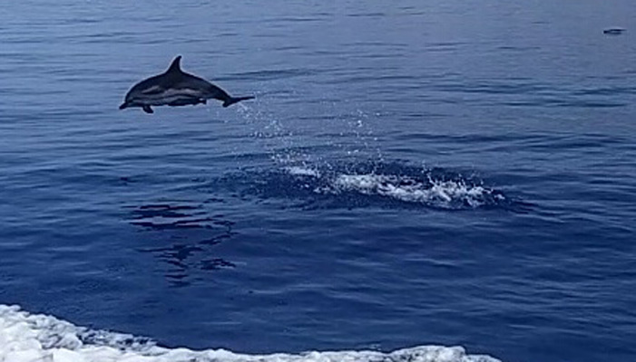 Τα αγαπήσαμε! Δελφινάκια στα Σφακιά συνοδεύουν σκάφος (βίντεο)