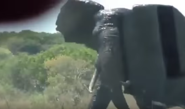 Ελέφαντας αναποδογυρίζει αυτοκίνητο γιατί ο οδηγός τον…τραβούσε βίντεο