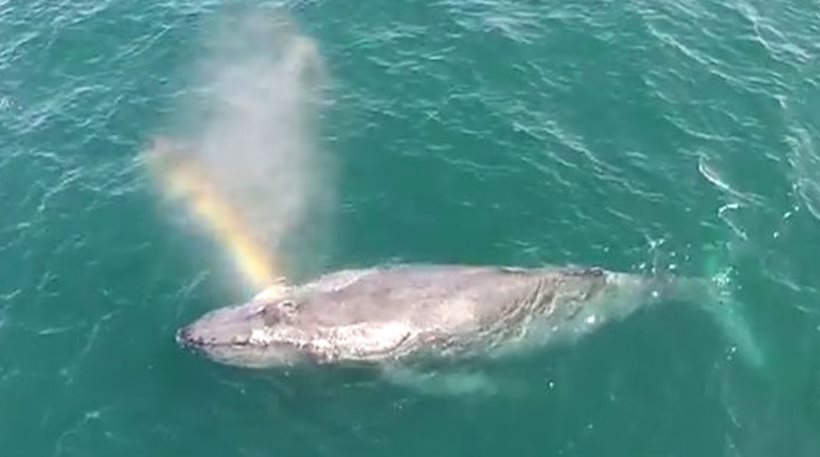 Εκπληκτικό βίντεο: Φάλαινα δημιουργεί ουράνιο τόξο με τον φυσητήρα της