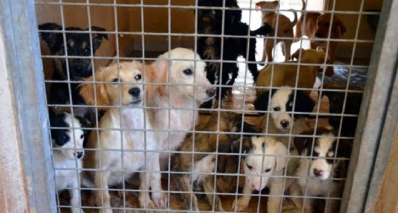 Δικαίωση για τις φιλοζωικές ο εντοπισμός του βασανιστή και δολοφόνου των σκυλιών στα Χανιά
